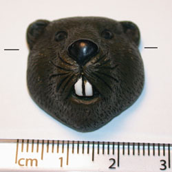 ABBeaverHead.jpg