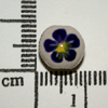 tn-BB55.gif