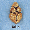 tn-ds14.gif